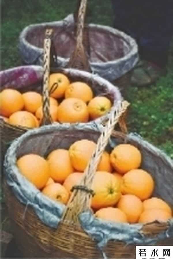 水果猎人杨晓洋