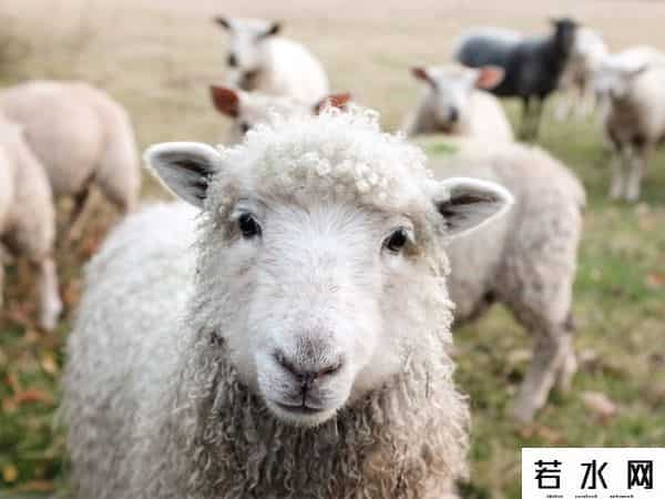 羊了个羊一天只能玩一次吗