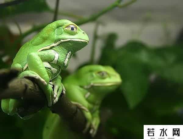 小蝌蚪app下载地址