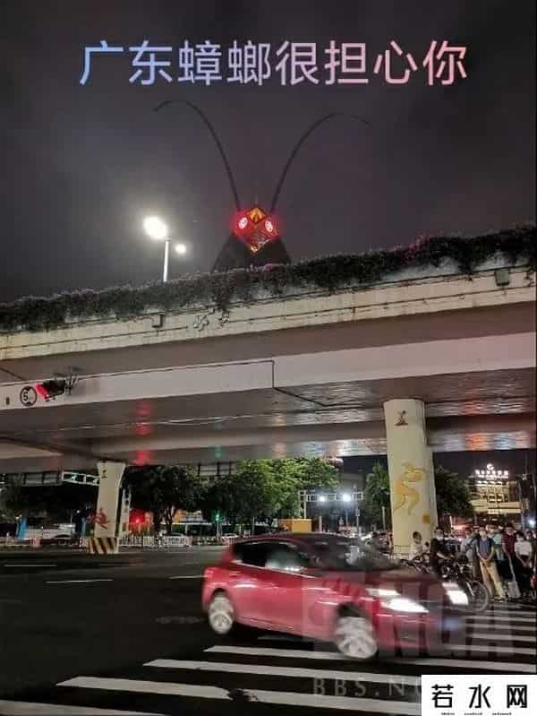 广东最大的蟑螂是白云机场
