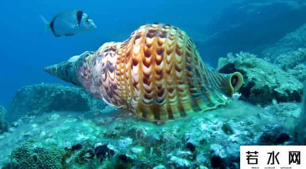 世界上最稀有的颜色