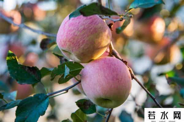 iphone 5上市时间