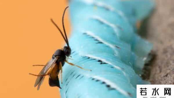 寄生蜂会寄生人类吗