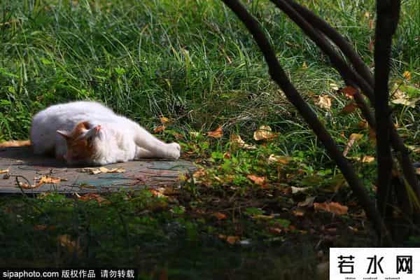 故宫博物院卖萌