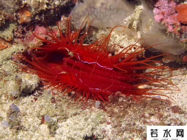 世界上最稀有的颜色