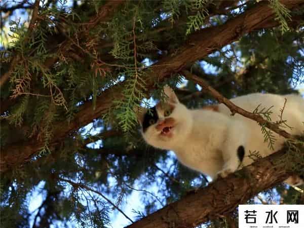 故宫博物院卖萌