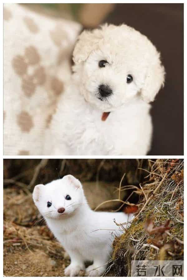 男子花150美元买狗结果是巴西老鼠