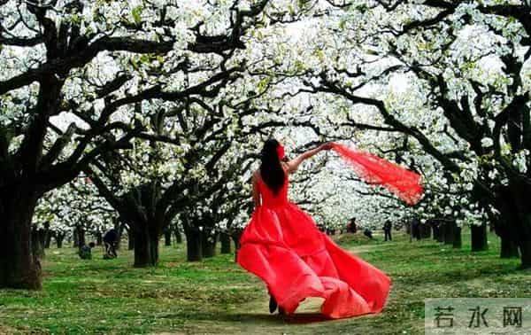 女子赏花站梨树枝头甩衣狂摇
