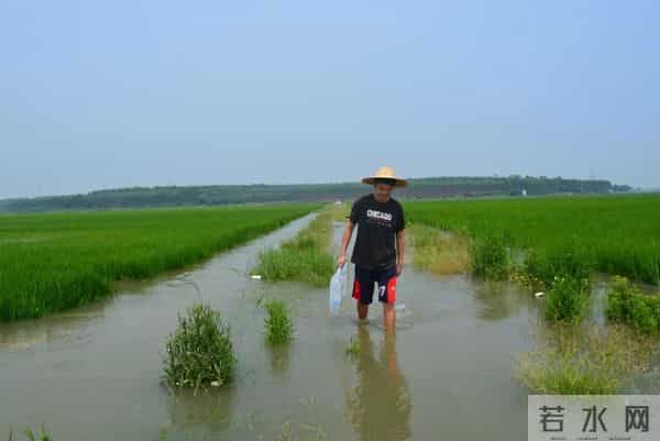 袁隆平念念不忘的海水稻新米要上市