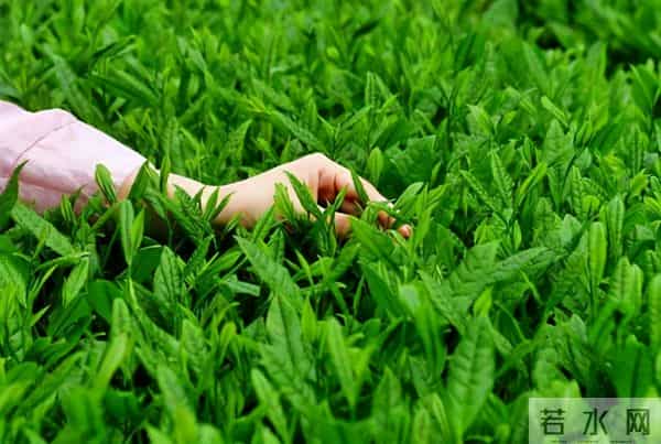 泰国广告劝你吃蔬菜