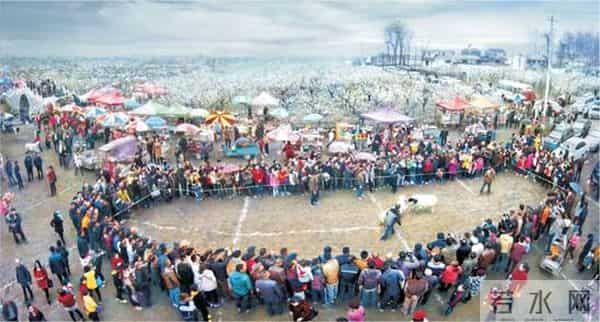 女子赏花站梨树枝头甩衣狂摇