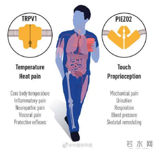 今年首个诺奖-破解人类感知之谜
