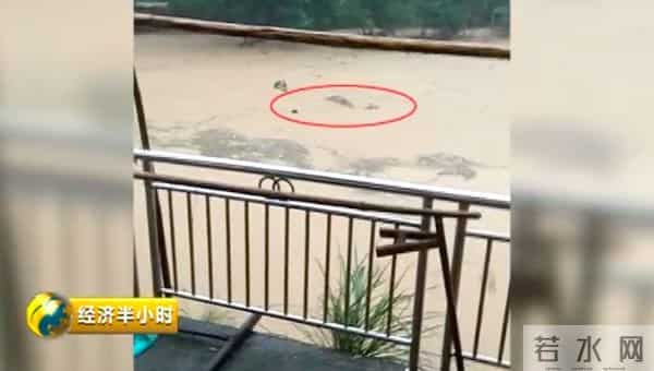 暴雨冲走养殖户百万元中华鲟鱼