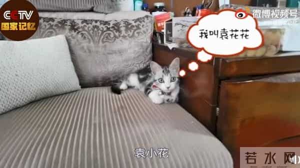 袁花花再也无法陪袁隆平听汇报了