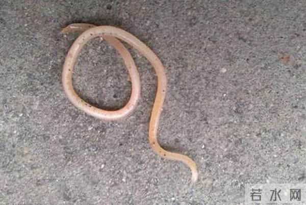 8条傻蛇集体社死偷鸡不成全被困