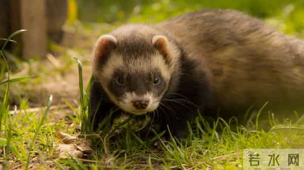 男子花150美元买狗结果是巴西老鼠