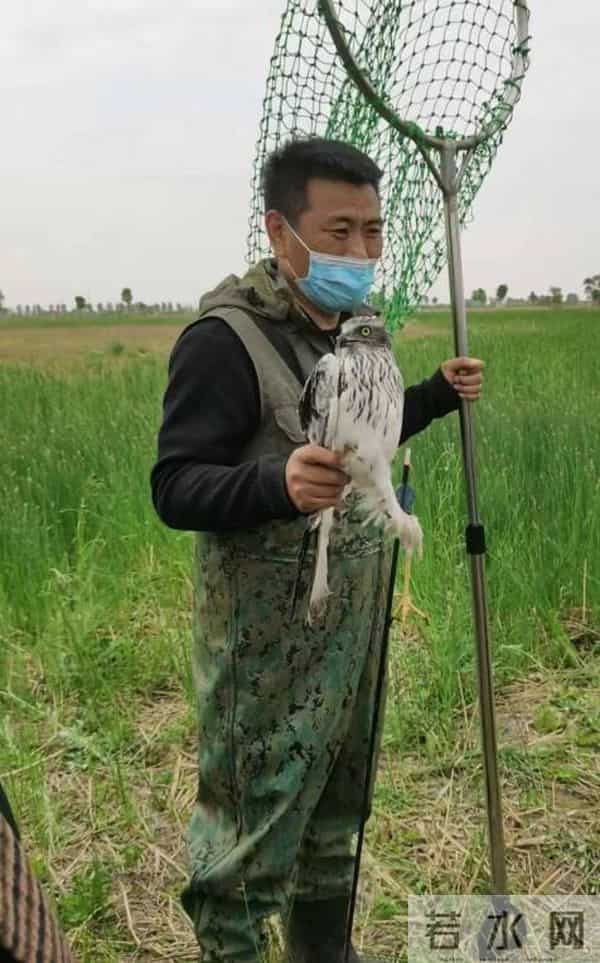 白腹鹞中箭飞行获救