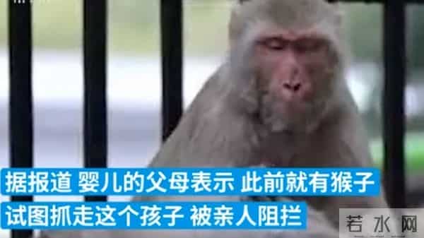 印度婴儿遭野猴扔进水箱死亡