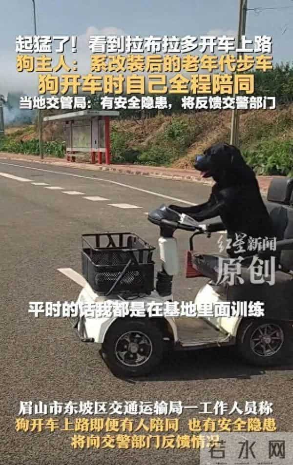 四只狗狗过马路变成新晋网红