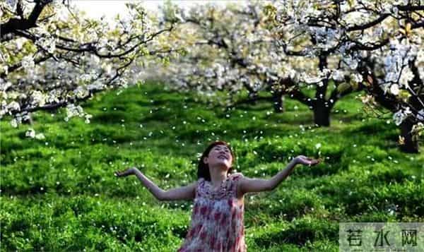 女子赏花站梨树枝头甩衣狂摇