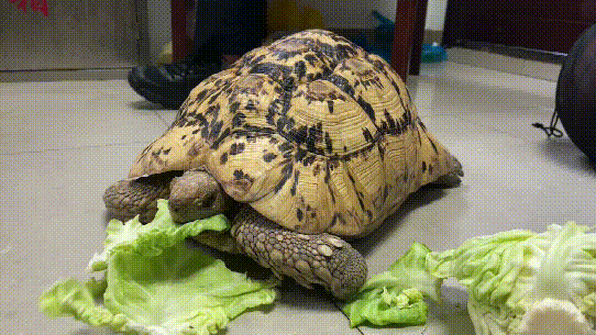 小区惊现40厘米陆龟散步