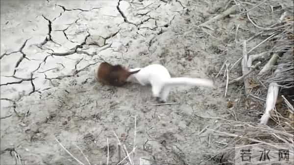 男子花150美元买狗结果是巴西老鼠