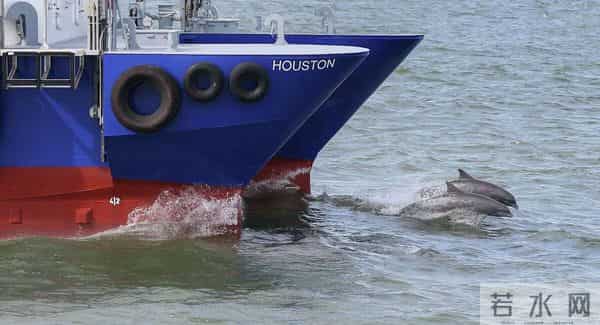 男子游泳被鲨鱼袭击幸有海豚相救