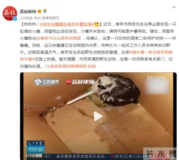 猫头鹰一家在南京相继热中暑