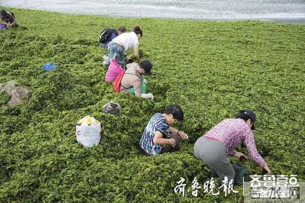 台风过后青岛海滩上尽是海鲜