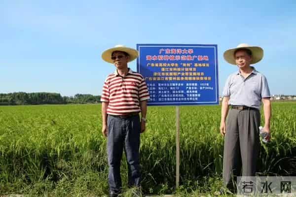 袁隆平念念不忘的海水稻新米要上市