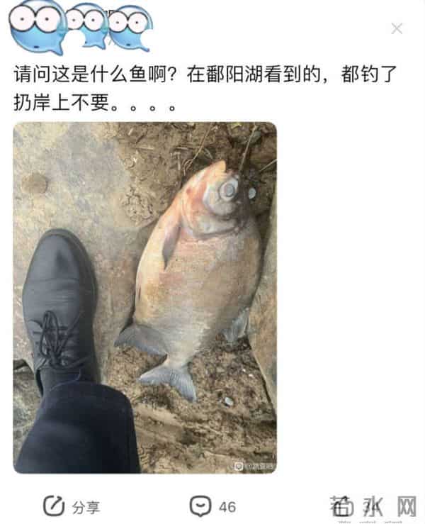 食人鱼可以吃吗