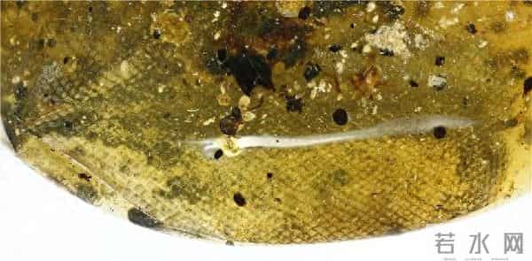 首次发现蛇琥珀