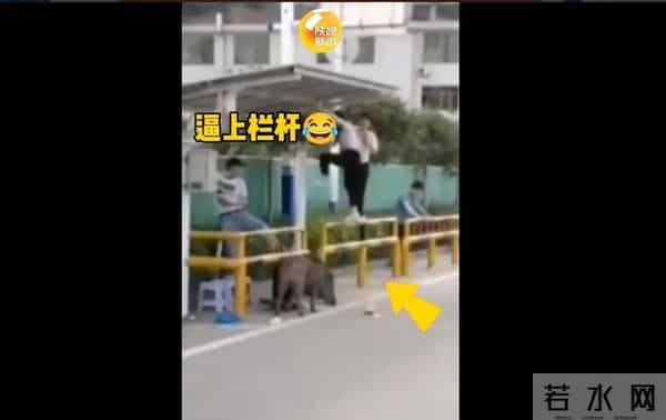 野猪大闹驾校被5只狗打败