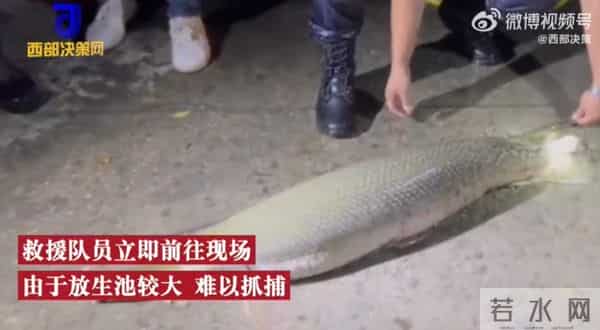 寺庙放生池现1.2米长鳄雀鳝