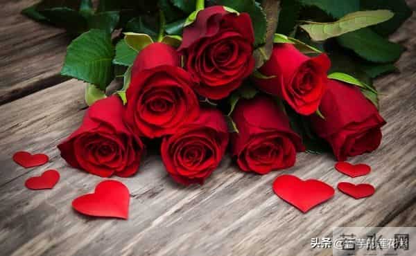 七朵玫瑰代表什么