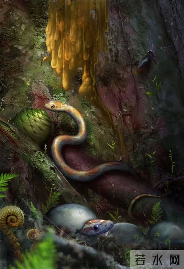 首次发现蛇琥珀