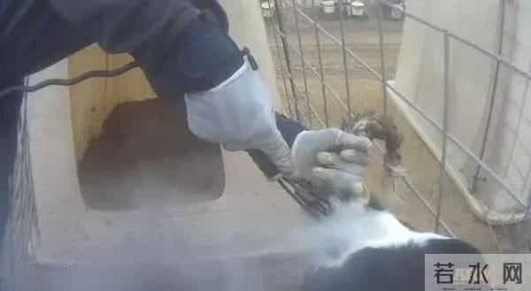 乌国内抵制可口可乐