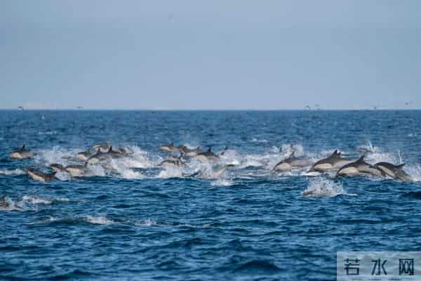 男子游泳被鲨鱼袭击幸有海豚相救