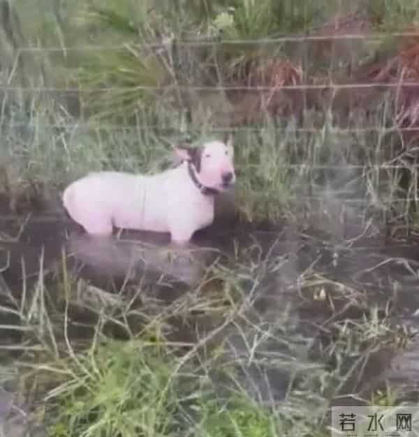 躲飓风丢狗被判5年