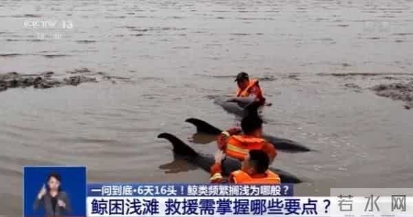 鲸类为何频繁搁浅-专家解读