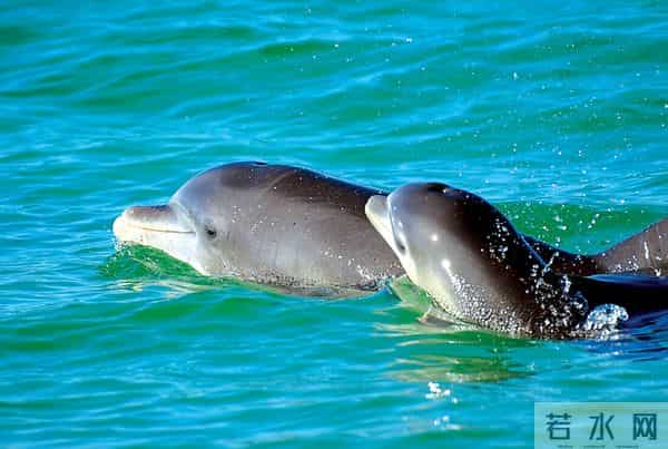 男子游泳被鲨鱼袭击幸有海豚相救