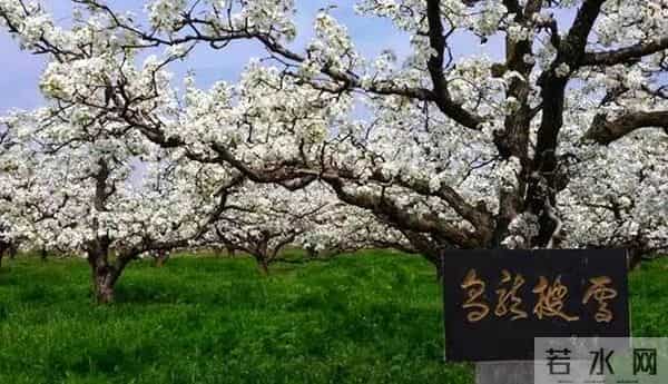女子赏花站梨树枝头甩衣狂摇