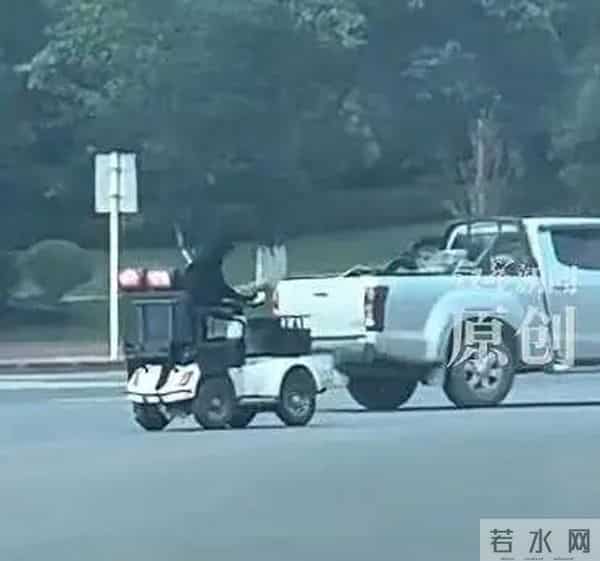 四只狗狗过马路变成新晋网红