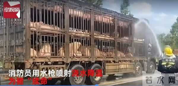 300头猪集体中暑