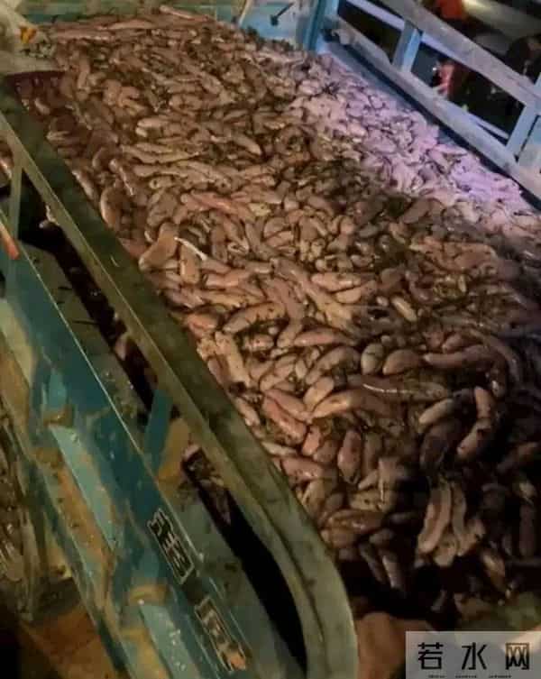 烟台赶海人一晚捞千余斤海肠