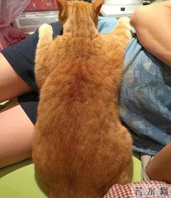 雷神山小奶猫变胖