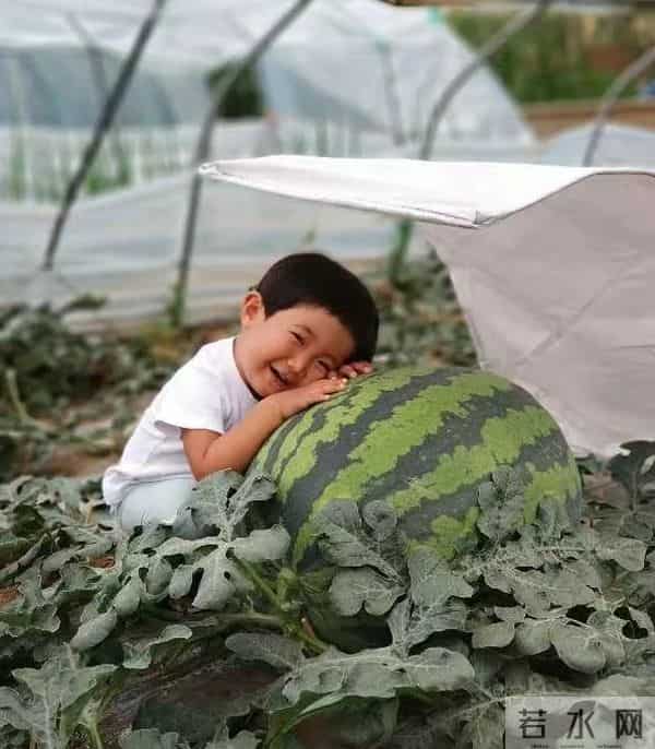 杭州种出78斤大西瓜破全省纪录