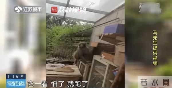 南京人看到泼猴请立即报告