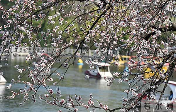 女子赏花站梨树枝头甩衣狂摇