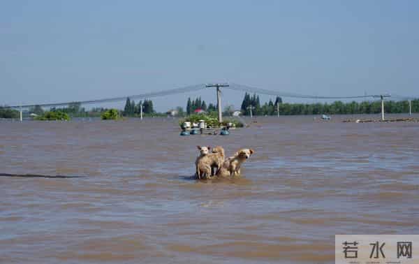 洞庭湖决堤后动物们水中求生